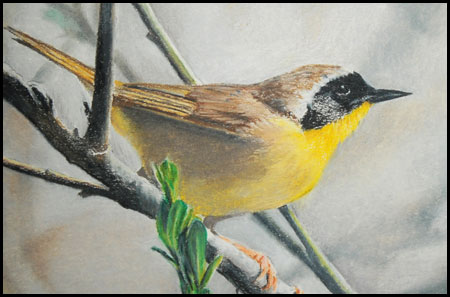 "Common Yellow Throat Warbler" Prismacolor by Jack Morley of Rowe Gallery