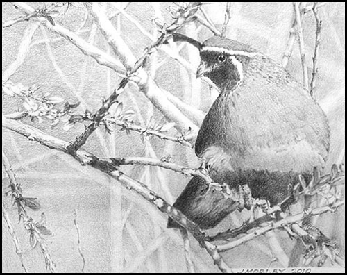 "In the Thick of Things" Graphite Drawing by Jack Morley of Rowe Gallery