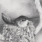 "Apache Girl" Graphite Drawing by Jack Morley of Rowe Gallery