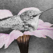 "Common Yellow Throat Warbler" Prismacolor by Jack Morley of Rowe Gallery