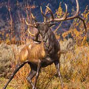 'The High and Mighty' Bronze Sculpture by Ken Rowe of Rowe Gallery