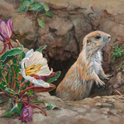 Primrose and Prairie Dog