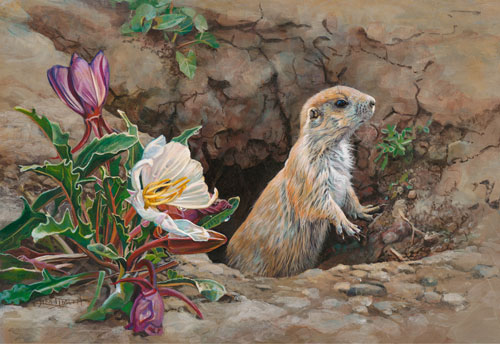 Kim Diment, Primrose and Prairie Dog