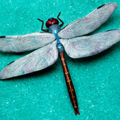 "Odonata" Bronze Sculpture by Kim Kori of Rowe Gallery