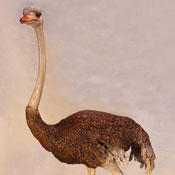 'Desert Dweller' Bronze Sculpture by Nicolia Medvedev of Rowe Gallery