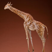 'In Lion's Territory' Bronze Sculpture by Nicolia Medvedev of Rowe Gallery